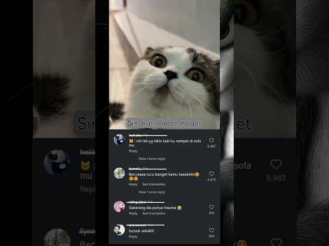 Kaget, babu... #cat #funny #animals #cats #catshorts