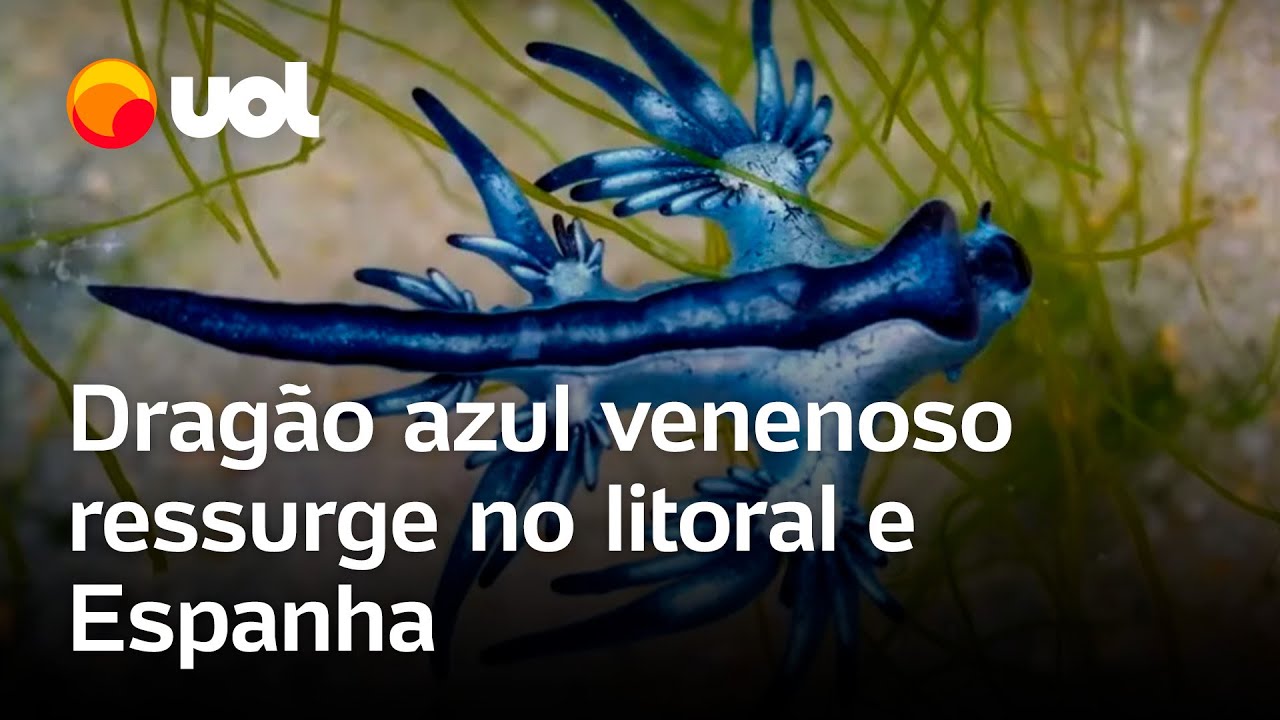 Dragão azul venenoso ressurge no litoral da Espanha e interdita praia espécie já apareceu no Brasil
