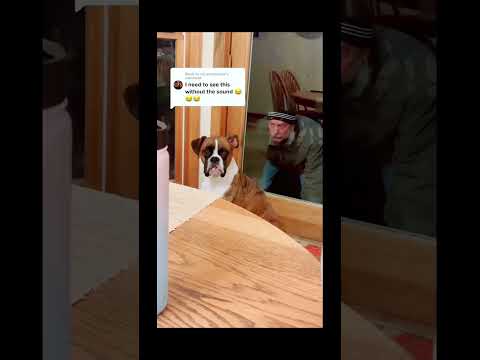 #funnydogs#cute#doglover#doglife#cure#dogshorts#pet#doglife#dogshorts#funnyanimals