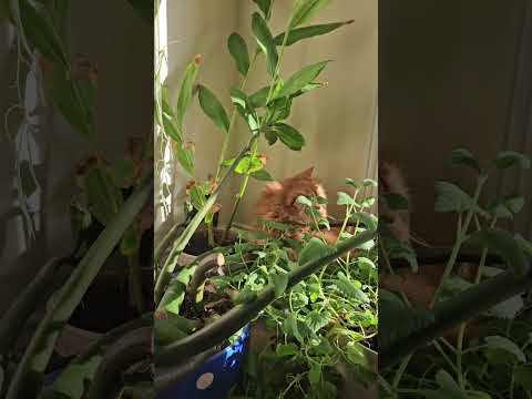 Skippy enjoys playing jungle boy #longhaircat #cute #meow #free #jungleboy