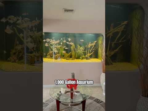 1,000 Gallon In-Wall Aquarium Step inside one of the most epic private fish room setups in the hobby — this is a tour of John Ni