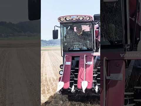 【横芝光町】畑の巨匠「アグリささもと」の小麦収穫に密着！🌾🚜 #農業 #現代農業