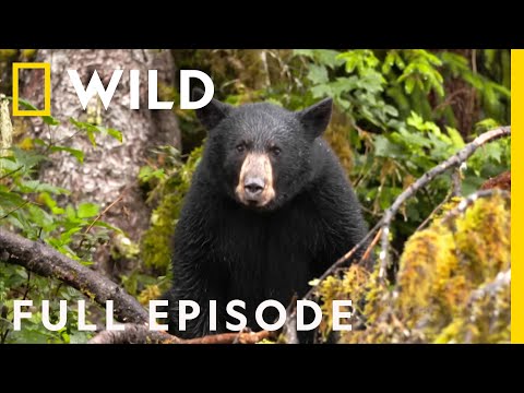 Salmon Slaughterhouse: Black Bear Survival (Full Episode) | Alaska's Grizzly Gauntlet