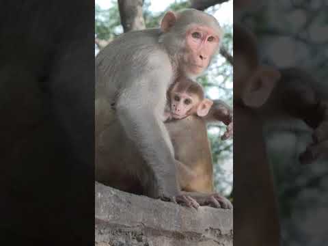 G20: l'Inde veut empêcher les attaques de singes