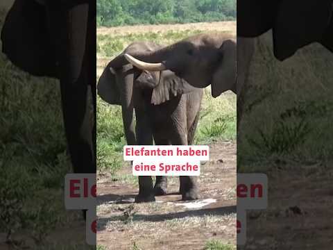 Elefantengruß