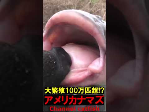 咬まれたらチャンス！相手の武器を封じています！痛いけど…外来種アメリカナマズ！Channel catfish, Ictalurus punctatus ≫生物ハンター加藤英明【公式】かとチャン