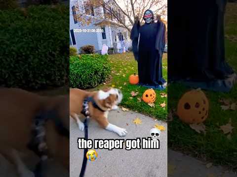 POV: Halloween Decoration Fights Back 🎃🐶