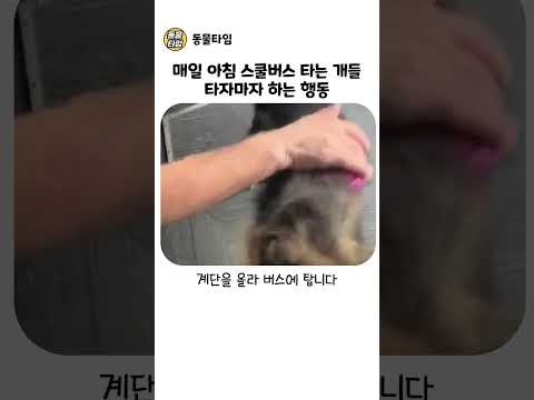 강아지들이 매일 아침 스쿨버스에 타서 제일 먼저 하는 행동