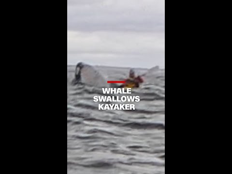 Father captures moment son was swallowed by humpback whale