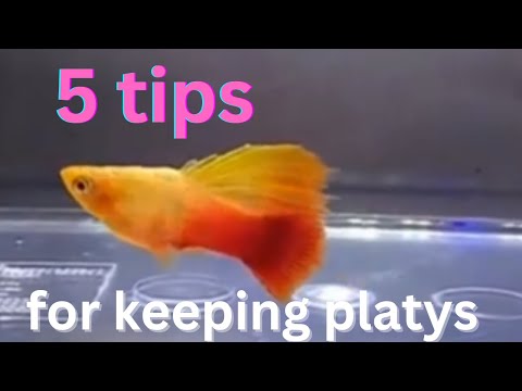 5 tips for platys 