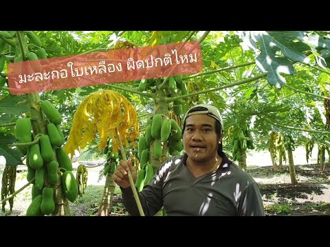 มะละกอใบเหลือง!!-ของมันต้องเจอ มะละกอใบเหลือง!!-ของมันต้องเจอ