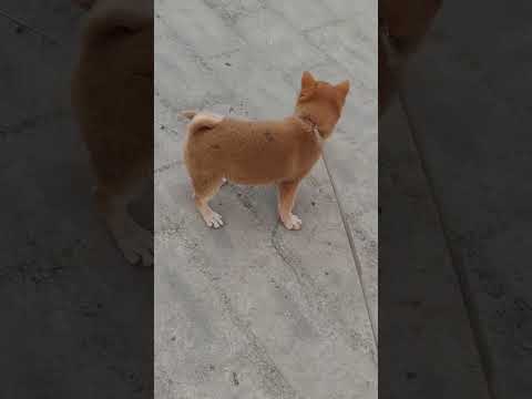 Don't want to come home#shibainu #dog