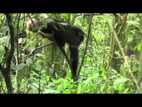 Chimpanzees Have Favorite Tools for Hunting Food