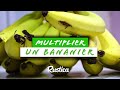 Comment multiplier un bananier nain cultiv? en pot.