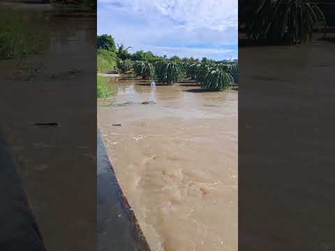 ngày 3/9/2025.nước lũ dâng cao khắp mọi nơi cống xanh #thanh vlog2271