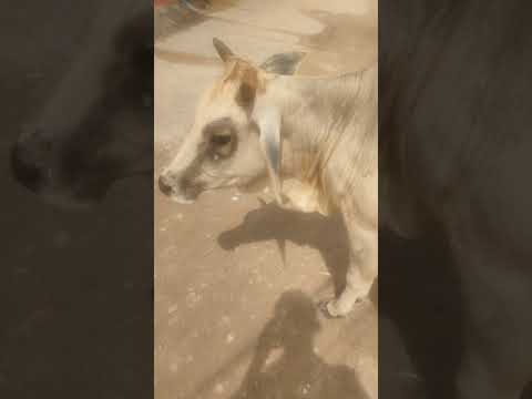 हरियाणा नस्ल की सुंदर बछड़ी beautiful Haryana breed calf