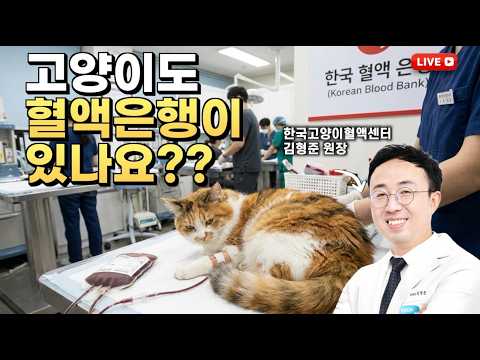 고양이도 헌혈이 필요한 이유 | 백산 고양이 병원 <strong>김형준</strong> 원장 | 한국 고양이 혈액센터