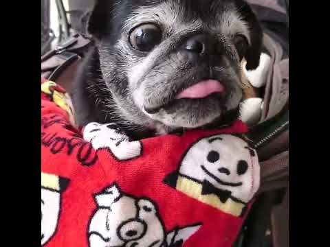 黒パグ小梅🐶パンナコッタを食べる小梅🤤🤍