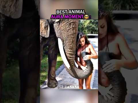 BestAnimalAuraMoment