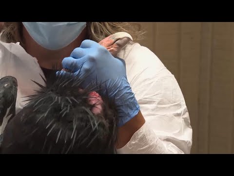 Endangered California condors get avian influenza vaccine