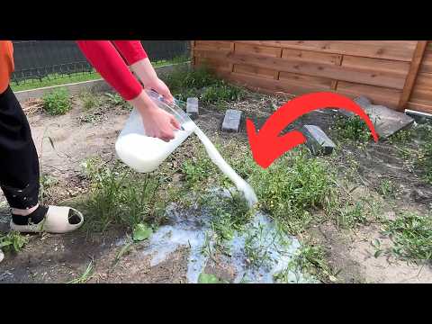 Wylej TO na chwasty. Po 3 dniach znikną co do jednego!