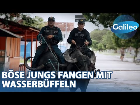 Polizisten auf WASSERBÜFFELN?! Verbrecherjagd oder Touristen-Attraktion? | Galileo