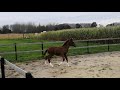 Springpaard Veulen  Chambertin x Kannan -Usha van t roosakker