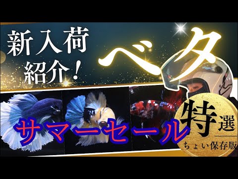 新入荷個体紹介ライブそしてなんと夏の大サマーSALE!!