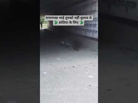 magarmach aaya dandiya khelne🐊🐊 dandiye ke bahane aa jana #tranding #viralvideo #ytshorts #funny