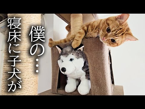 小屋でお昼寝しようとしたら先客がいた時の子猫の反応がこちらです...