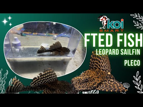 Koi Smart Fted. Fish_ Leopard Sailfin Pleco 🌟 Dive into the world of unique aquatic wonders with this week's featured fish at Koi Smart_ the 