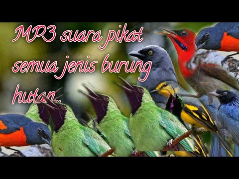 MP3 suara pikat semua jenis burung hutan||paling ampuh@jahid channel