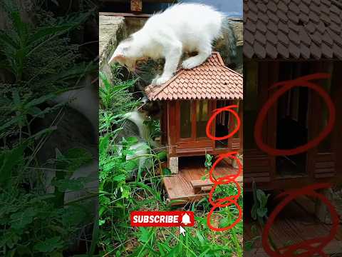 Hey....don't come in 🤯 #happybirthday #aicats #aiandcats #animalintelligence #kitten #cute #cat #fyp