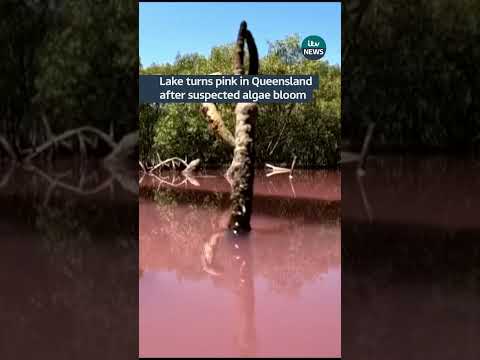 Lake turns pink in Queensland #itvnews