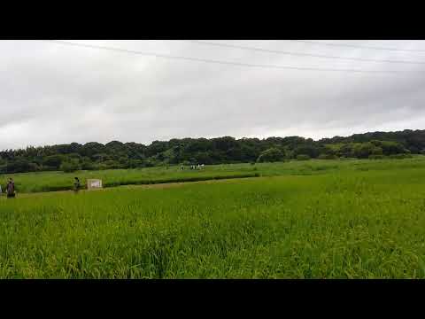 20260812コウノトリ放鳥ライブ配信