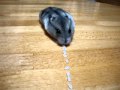Hamster Vacuum Rice Cleaner