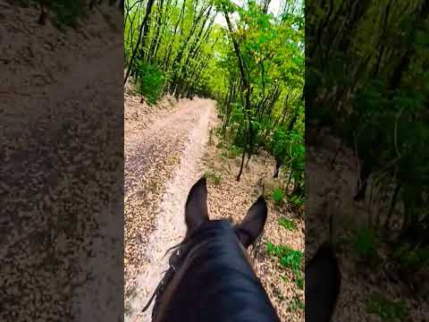 Мудрість #коні #мудрость 2025 р.