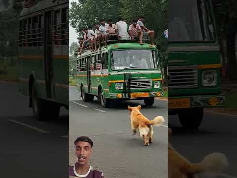 #goldenretreivers #goldenretreiver #automobile #movie #film #animals #goldenretriever #rescuestory