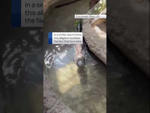 This alligator 'roars', growls and grunts to define its territory