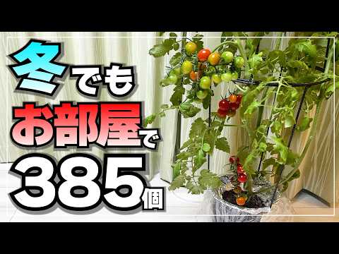 秋冬にお部屋でミニトマトが385個採れた!100均グッズで簡単水耕栽培