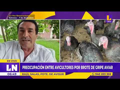 Avicultores preocupados por el brote de la gripe aviar en el Perú
