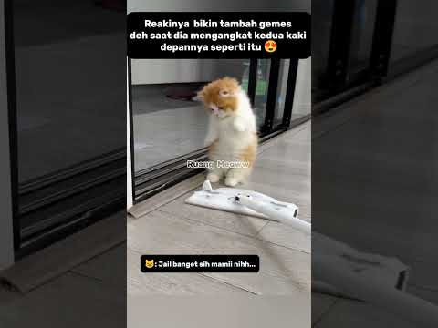 KUCING KECIL BERKELAHI DENGAN DORONGAN PEL😂#shorts #kucing #catlovers #funnycats