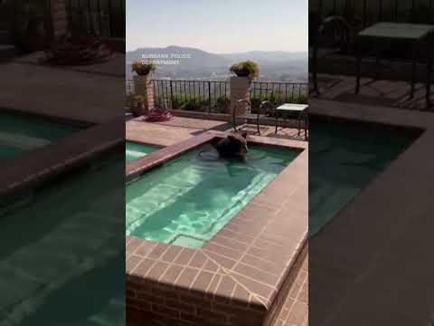 Video captures bear taking a dip in backyard pool during heat wave
