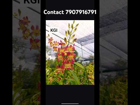 Dendrobium Seedlings #shorts #youtubeshorts #youtube #orchid #onlinesale