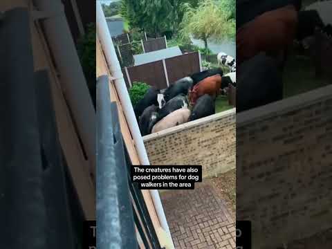 Bullocks on the loose break into garden