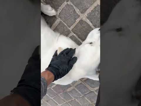 Jobs with Jonathan:🐾 Warm Welcome & Reliable Service!