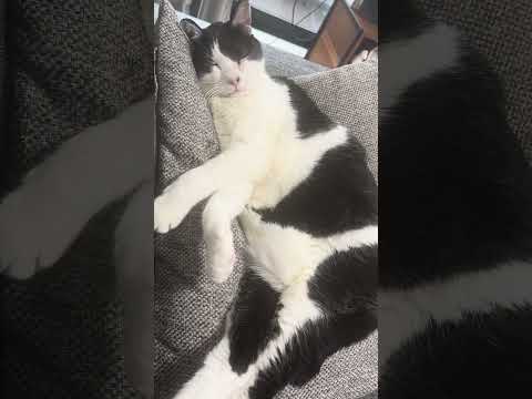 しあわせだねぇ…表紙に紛れ込んだ猫たちを探してね【先生の愛猫れいちゃん】#cat #猫 #保護猫 #shorts