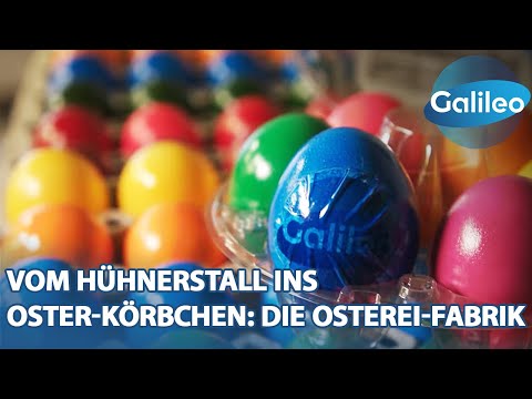 Bis zu 200.000 Eier werden hier täglich gefärbt - Galileo blickt in die Osterei-Fabrik!