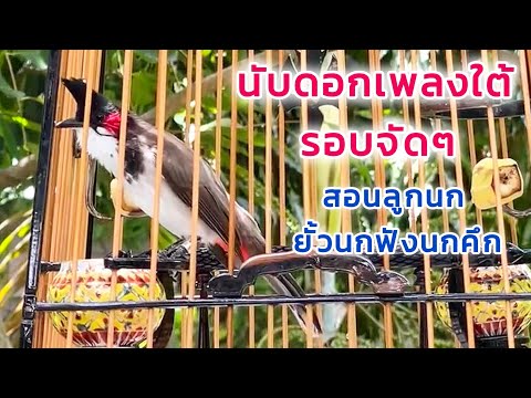 นกกรงหัวจุกอินโดเพลงพื้นบ้านนก