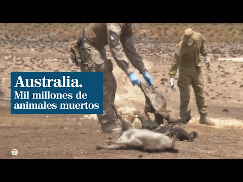Mil millones de animales salvajes podrían habrían muerto en los incendios de Australia